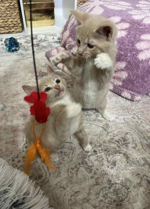 BOSTON Lobster Cat Wand Toy